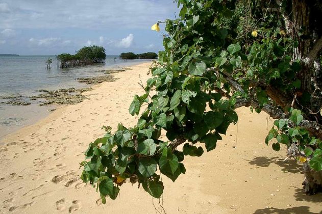 Südsee-Feeling auf Pangaimotu, der traumhaften Atoll-Insel in der Lagune vor Tongas Hauptstadt Nuku Alofa.