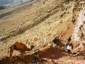 Mosesberg, Mt. Sinai - Beduinen mit ihren Kamelen auf dem Abstieg zum Katharinen-Kloster