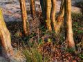 Baumstämme im fahlen November-Licht - Mardorfer Uferweg, Steinhuder Meer 