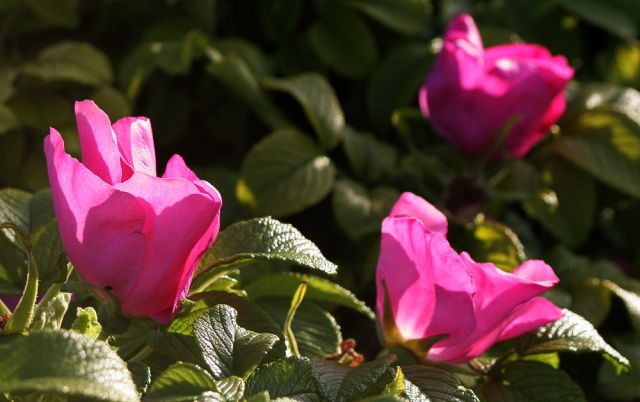 Rabylille Strand, Insel Mön - Dänemark Rabylille Strand, Insel Mön - Dänemark