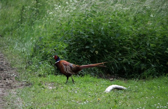 Ålholm Slot, Nysted - ein männlicher Jagdfasan im Schlosspark Ålholm Slot, Nysted - ein männlicher Jagdfasan im Schlosspark