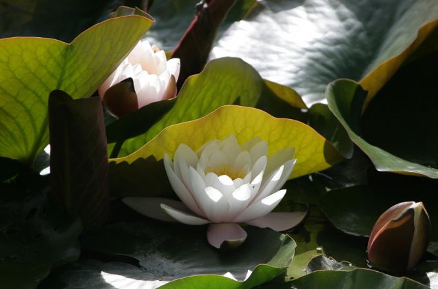 Liselund, Mön - eine blühende Seerose auf einem der Teiche im Schlosspark Liselund Liselund, Mön - eine blühende Seerose auf einem der Teiche im Schlosspark Liselund