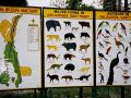 Jaldapara Tiger Reservation - Indien
