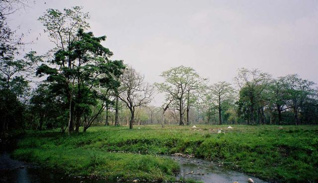 Jaldapara Tiger Reservation - Indien