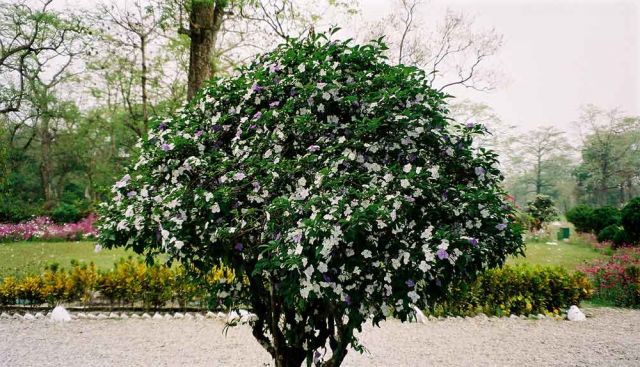 Jaldapara Nationalpark - Blumenrabatte vor der Hollong Forest Lodge Jaldapara Nationalpark - Blumenrabatte vor der Hollong Forest Lodge