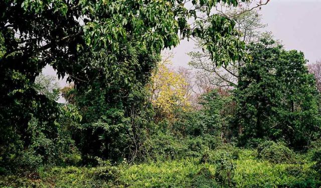 Landschafts-Impressionen im Jaldapara Nationalpark Landschafts-Impressionen im Jaldapara Nationalpark