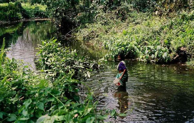 Landschafts-Impressionen im Jaldapara Nationalpark Landschafts-Impressionen im Jaldapara Nationalpark