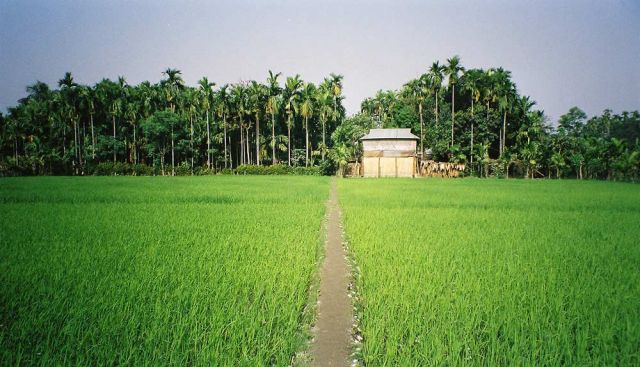 Reisfelder in Hollong Village nahe des South Gates des Jaldapara Nationalparks Reisfelder in Hollong Village nahe des South Gates des Jaldapara Nationalparks