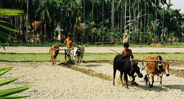 Indisches Landleben im Dorf Hollong nahe des South Gates des Jaldapara Nationalparks Indisches Landleben im Dorf Hollong nahe des South Gates des Jaldapara Nationalparks