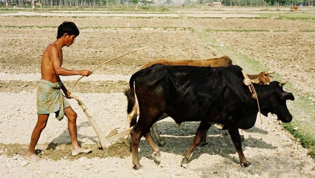 Indisches Landleben im Dorf Hollong nahe des South Gates des Jaldapara Nationalparks Indisches Landleben im Dorf Hollong nahe des South Gates des Jaldapara Nationalparks