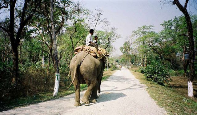 Ein Arbeits-Elefant im Hollong Village nahe des South Gates des Jaldapara Nationalparks Ein Arbeits-Elefant im Hollong Village nahe des South Gates des Jaldapara Nationalparks