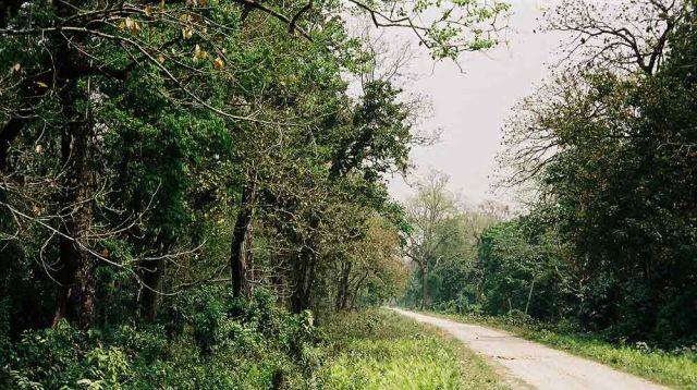 Jaldapara Nationalpark - während der Jeepfahrt durch den Jaldapara Forest Jaldapara Nationalpark - während der Jeepfahrt durch den Jaldapara Forest