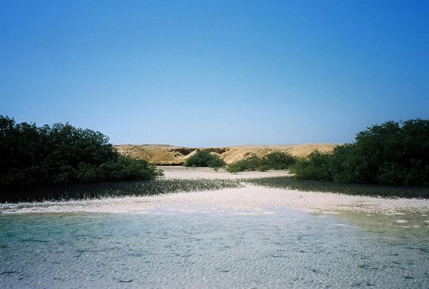 Mangroven-Wäldchen -  Ras Muhammed, Südspitze des Sinai in Ägypten