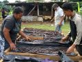 Vanille-Produktion in Pangai - Insel Eua, Königreich Tonga