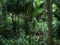 Im tropischen Regenwald - Eua National Park, Königreich Tonga