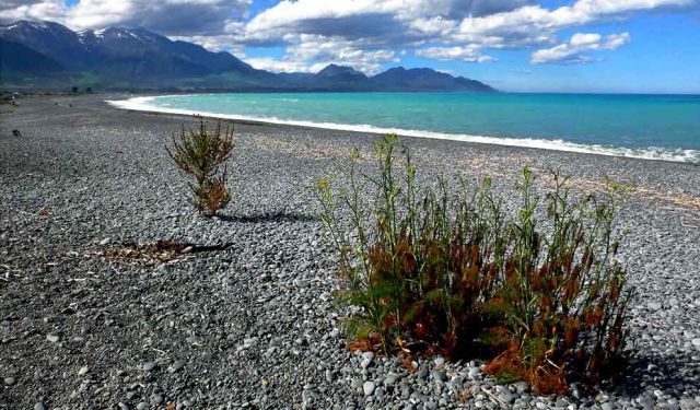 Die Bucht Kaikouras mit den Kaikoura Ranges - Ostküste der Südinsel Neuseelands