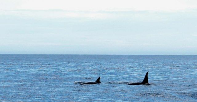 Whale Watching Tour, Kaikoura - zwei Schwertwale, Orcinus orca, an Steuerbord