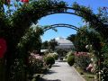 Der Rosengarten im Botanischen Garten von Christchurch