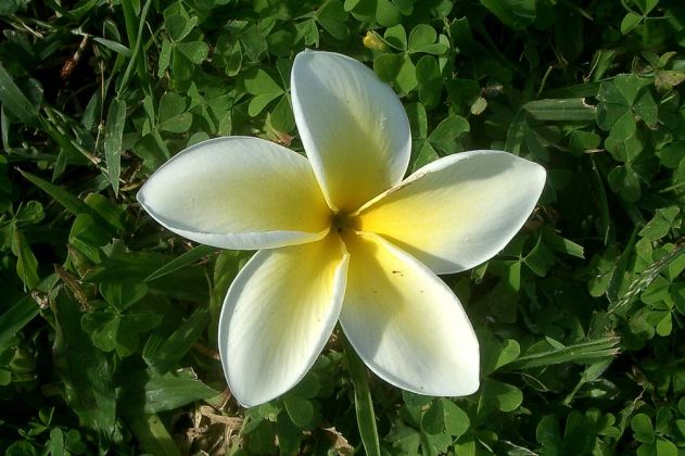 Tongatapu im Königreich Tonga - eine Frangipani-Blüte Tongatapu im Königreich Tonga - eine Frangipani-Blüte