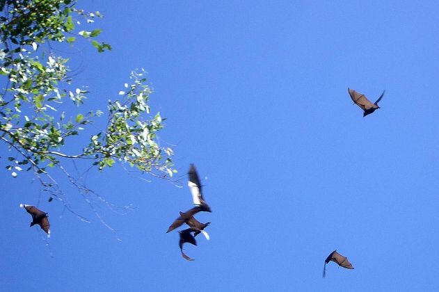 Flying Foxes, Flughunde der Familie Pteropus auf Tongatapu im Königreich Tonga Flying Foxes, Flughunde der Familie Pteropus auf Tongatapu im Königreich Tonga