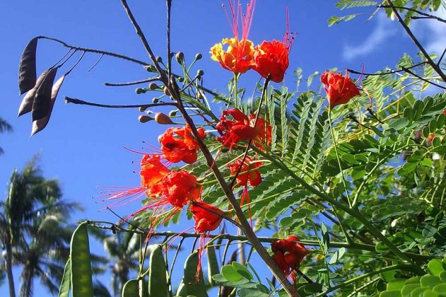 Tongatapu, Königreich Tonga - die Blüte eines Flammenbaums Tongatapu, Königreich Tonga - die Blüte eines Flammenbaums
