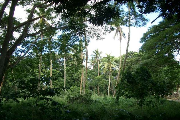 Tongatapu, Königreich Tonga - Kokospalmen und Busch an der Hihifo Road westlich von Nuku Alofa Tongatapu, Königreich Tonga - Kokospalmen und Busch an der Hihifo Road westlich von Nuku Alofa