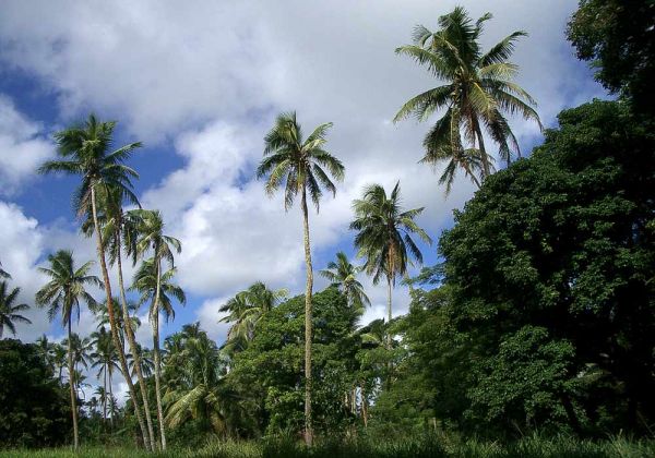Tongatapu, Königreich Tonga - Kokospalmen und Busch an der Hihifo Road westlich von Nuku Alofa Tongatapu, Königreich Tonga - Kokospalmen und Busch an der Hihifo Road westlich von Nuku Alofa