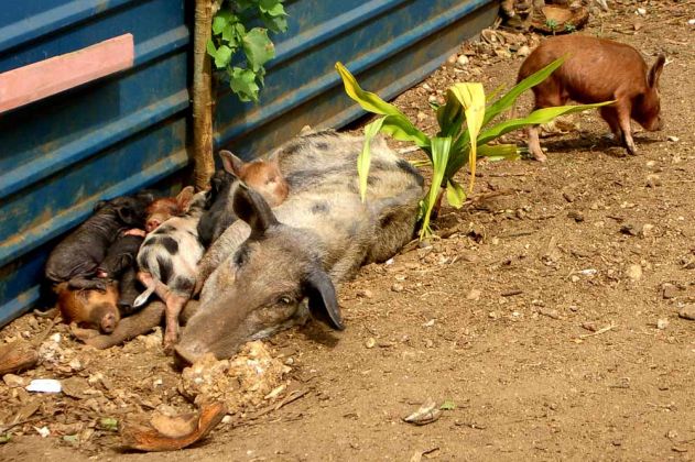 Lucky Beach - Königreich Tonga Lucky Beach - Königreich Tonga