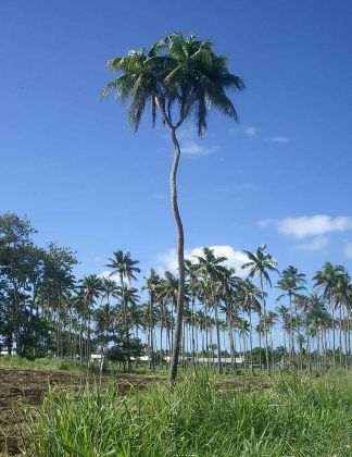 Die dreiköpfige Kokospalme, eine botanische Kuriosität, auf Tongatapu im Königreich Tonga Die dreiköpfige Kokospalme, eine botanische Kuriosität, auf Tongatapu im Königreich Tonga