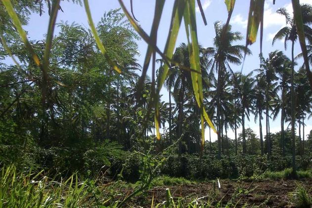 Eine Kaffee-Plantage unter Kokospalmen auf der Insel Tongatapu im Königreich Tonga Eine Kaffee-Plantage unter Kokospalmen auf der Insel Tongatapu im Königreich Tonga
