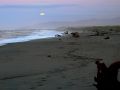 Blue, Hour, der Mond über dem Haast Beach - Jackson Bay, Westküste der Südinsel Neuseelands