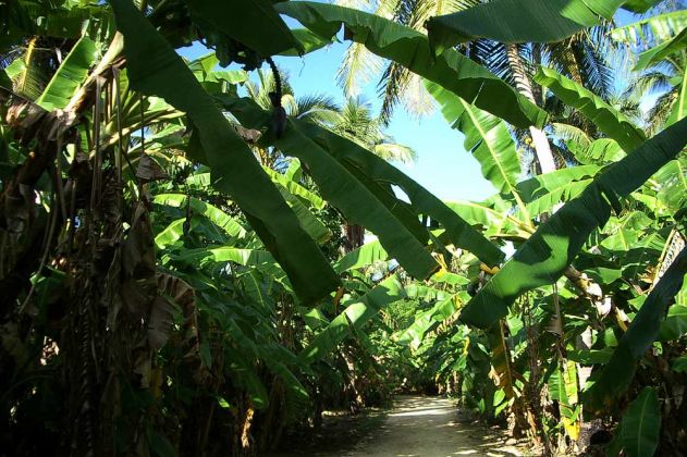 Der Sandweg zum Bungalow-Resort Billy's Place nahe Pangai auf der Südsee-Insel Lifuka im Königreich Tonga. Der Sandweg zum Bungalow-Resort Billy's Place nahe Pangai auf der Südsee-Insel Lifuka im Königreich Tonga.