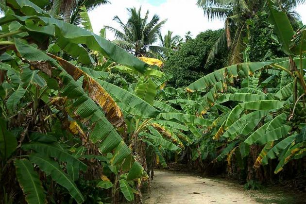 Eine Bananen-Plantage am Sandweg zum Bungalow-Resort Billy's Place nahe Pangai auf der Südsee-Insel Lifuka im Königreich Tonga. Eine Bananen-Plantage am Sandweg zum Bungalow-Resort Billy's Place nahe Pangai auf der Südsee-Insel Lifuka im Königreich Tonga.