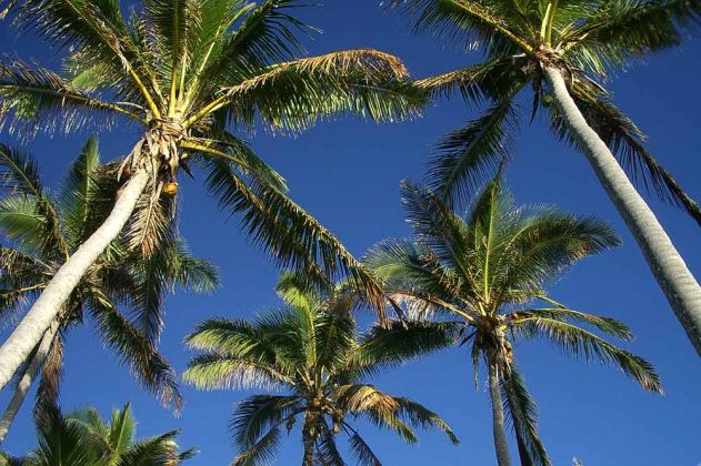 Die Palmen wiegen sich im Wind - Billy's Place nahe Pangai auf der Südsee-Insel Lifuka im Königreich Tonga. Die Palmen wiegen sich im Wind - Billy's Place nahe Pangai auf der Südsee-Insel Lifuka im Königreich Tonga.