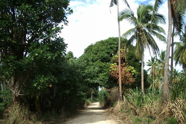 Kokos-Plantagen auf der Insel Lifuka im Königreich Tonga