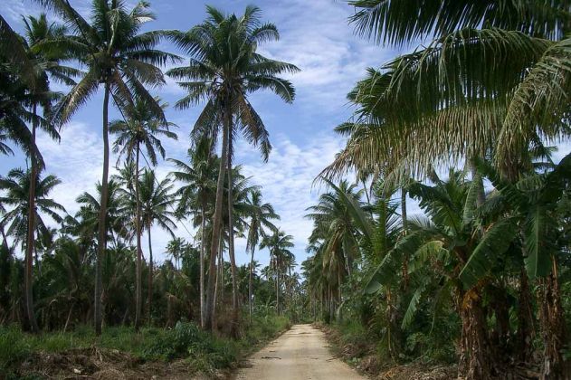 Kokos-Plantagen auf der Insel Lifuka im Königreich Tonga Kokos-Plantagen auf der Insel Lifuka im Königreich Tonga