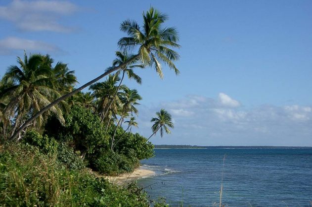 Die Palmen wiegen sich im Wind auf der Südsee-Insel Lifuka im Königreich Tonga. Die Palmen wiegen sich im Wind auf der Südsee-Insel Lifuka im Königreich Tonga.