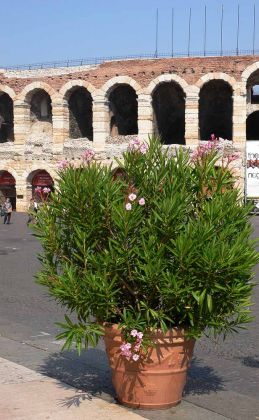 Städtereise Verona - Amphitheater von Verona, die Arena