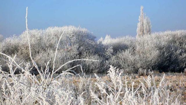 Die Winterlandschaft in Neustadt am Rübenberge - klirrend kalte Rauhreif-Impressionen am Moorwald.
