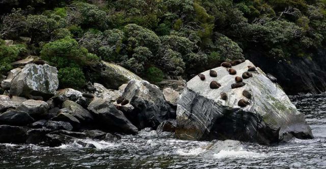 Die Kolonie der Pelzrobben im Milford Sound - Fjordland National Park Southwest New Zealand