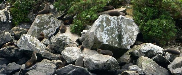 Die Kolonie der Pelzrobben im Milford Sound - Fjordland National Park Southwest New Zealand