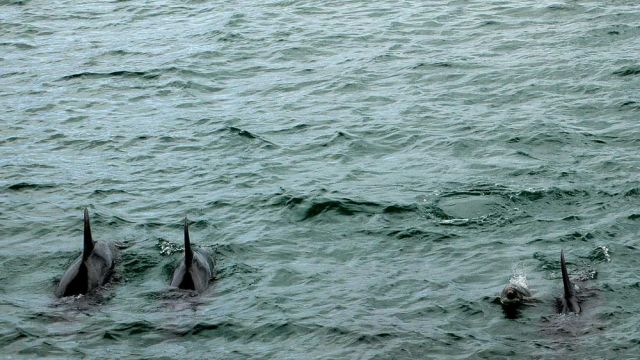 Delfin-Beobachtungen während der Katamaran-Fahrt durch die Bay of Islands - Neuseeland