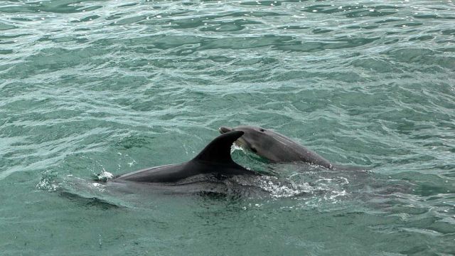 Delfin-Beobachtungen während der Katamaran-Fahrt durch die Bay of Islands - Neuseeland
