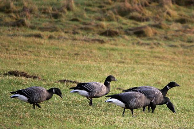 Ringelgänse - Wildlife auf der Nordseeinsel Wangerooge Ringelgänse - Wildlife auf der Nordseeinsel Wangerooge