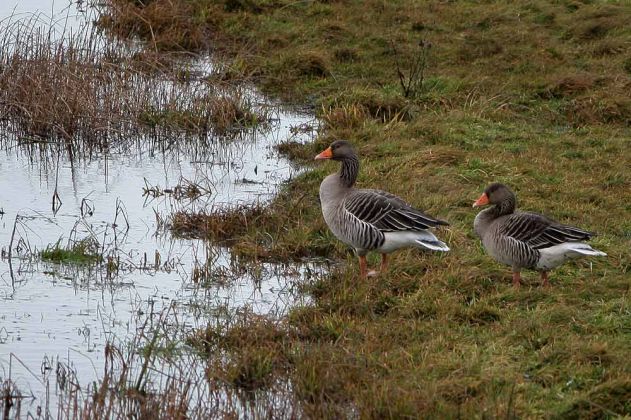 Graugänse - Nordseeinsel Wangerooge Graugänse - Nordseeinsel Wangerooge