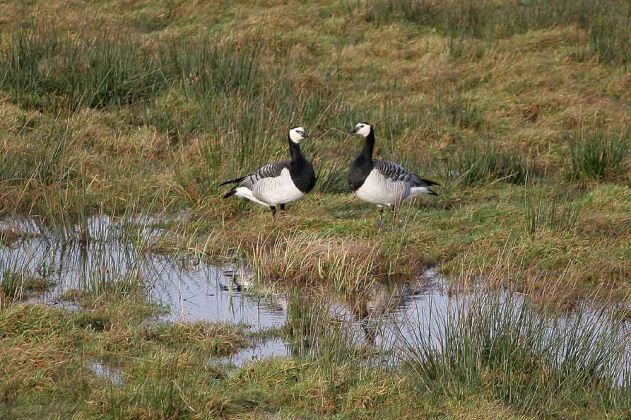 Weisswangengänse - Nordseeinsel Wangerooge Weisswangengänse - Nordseeinsel Wangerooge