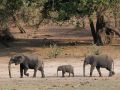 Tiere in Afrika - Wildlife