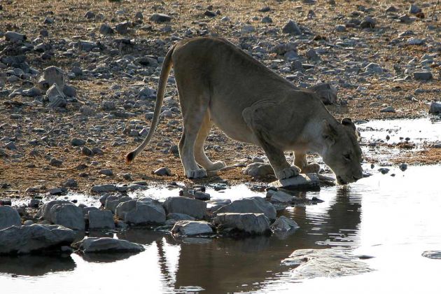 Tiere in Afrika -Ein weiblicher Löwe - Panthera leo - am Wasserloch des Halali-Camps im Etosha-National-Park von Namibia