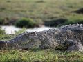 Der Oberkörper eines Nilkrokodils - Crocodylus niloticus - am Ufer des Chobe Rivers im Chobe National Park von Botswana