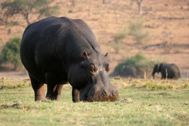 Nahaufnahme eines Afrikanischen Flusspferdes - Hippopotamus amphibius - beim Grasen am Ufer des Chobe-Rivers in Chobe National Park, Botswana Nahaufnahme eines Afrikanischen Flusspferdes - Hippopotamus amphibius - beim Grasen am Ufer des Chobe-Rivers in Chobe National Park, Botswana